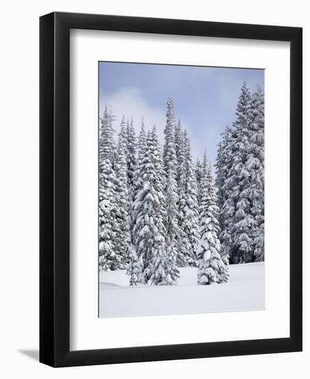 Snow-Covered Fir Trees, Mount Rainier National Park, Washington, Usa-Jamie & Judy Wild-Framed Photographic Print