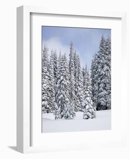 Snow-Covered Fir Trees, Mount Rainier National Park, Washington, Usa-Jamie & Judy Wild-Framed Photographic Print