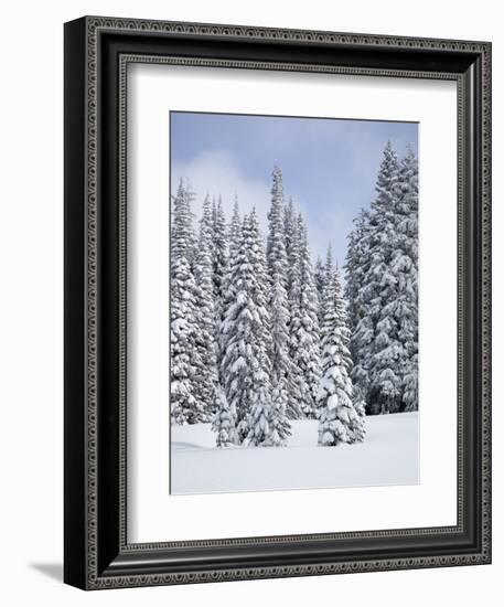 Snow-Covered Fir Trees, Mount Rainier National Park, Washington, Usa-Jamie & Judy Wild-Framed Photographic Print