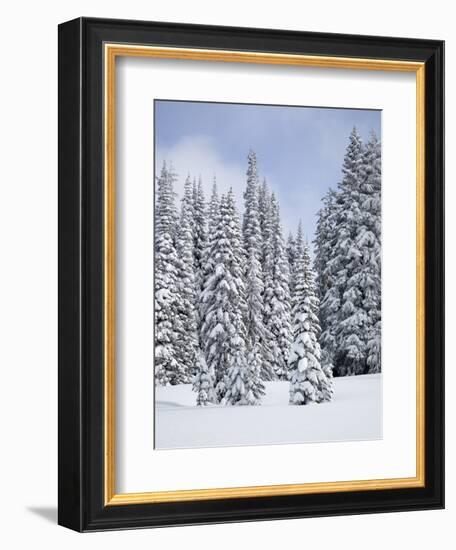 Snow-Covered Fir Trees, Mount Rainier National Park, Washington, Usa-Jamie & Judy Wild-Framed Photographic Print