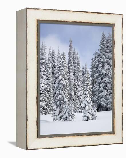 Snow-Covered Fir Trees, Mount Rainier National Park, Washington, Usa-Jamie & Judy Wild-Framed Premier Image Canvas