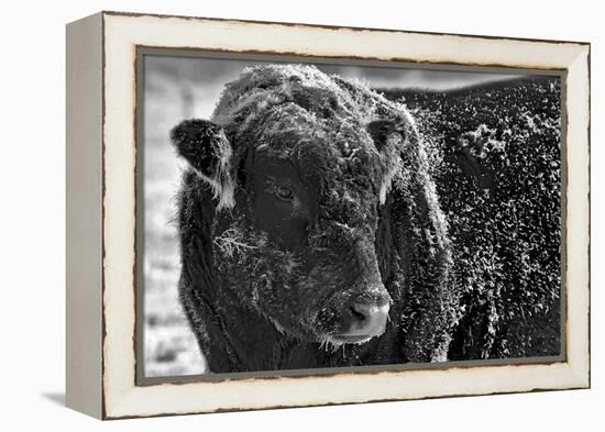 Snow Covered Ice Bull-Amanda Lee Smith-Framed Premier Image Canvas