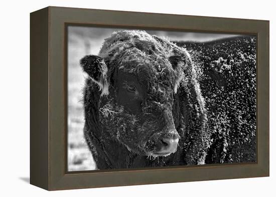 Snow Covered Ice Bull-Amanda Lee Smith-Framed Premier Image Canvas