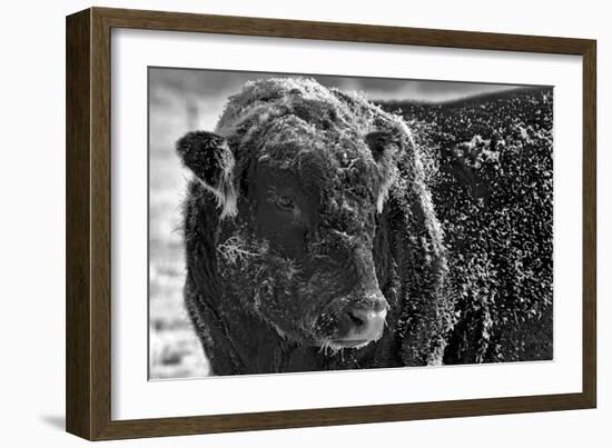 Snow Covered Ice Bull-Amanda Lee Smith-Framed Photographic Print