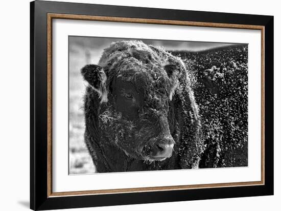 Snow Covered Ice Bull-Amanda Lee Smith-Framed Photographic Print
