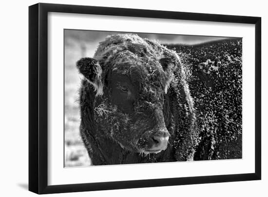 Snow Covered Ice Bull-Amanda Lee Smith-Framed Photographic Print