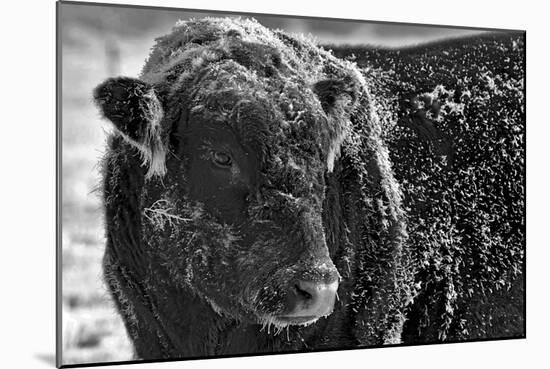Snow Covered Ice Bull-Amanda Lee Smith-Mounted Photographic Print