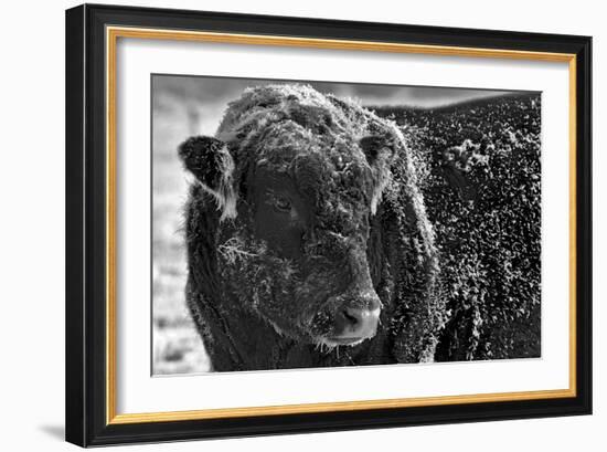 Snow Covered Ice Bull-Amanda Lee Smith-Framed Photographic Print