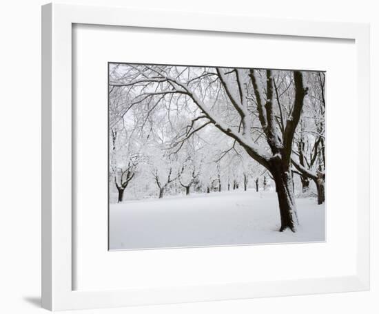 Snow-Covered Maple Trees in Odiorne Point State Park in Rye, New Hampshire, USA-Jerry & Marcy Monkman-Framed Photographic Print