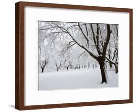 Snow-Covered Maple Trees in Odiorne Point State Park in Rye, New Hampshire, USA-Jerry & Marcy Monkman-Framed Photographic Print