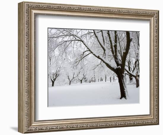 Snow-Covered Maple Trees in Odiorne Point State Park in Rye, New Hampshire, USA-Jerry & Marcy Monkman-Framed Photographic Print