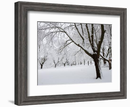 Snow-Covered Maple Trees in Odiorne Point State Park in Rye, New Hampshire, USA-Jerry & Marcy Monkman-Framed Photographic Print