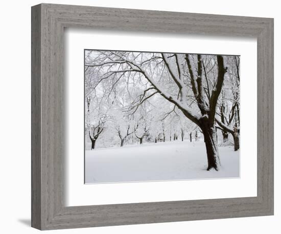 Snow-Covered Maple Trees in Odiorne Point State Park in Rye, New Hampshire, USA-Jerry & Marcy Monkman-Framed Photographic Print