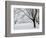 Snow-Covered Maple Trees in Odiorne Point State Park in Rye, New Hampshire, USA-Jerry & Marcy Monkman-Framed Photographic Print