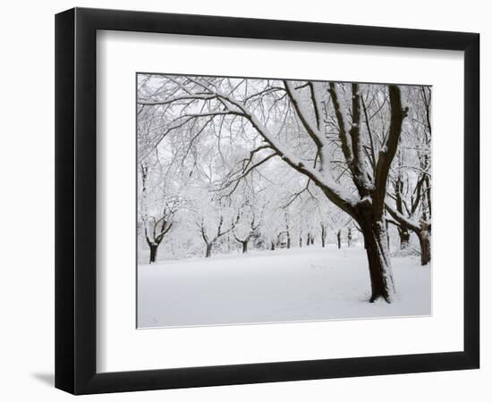 Snow-Covered Maple Trees in Odiorne Point State Park in Rye, New Hampshire, USA-Jerry & Marcy Monkman-Framed Photographic Print