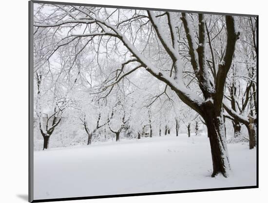 Snow-Covered Maple Trees in Odiorne Point State Park in Rye, New Hampshire, USA-Jerry & Marcy Monkman-Mounted Photographic Print