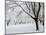 Snow-Covered Maple Trees in Odiorne Point State Park in Rye, New Hampshire, USA-Jerry & Marcy Monkman-Mounted Photographic Print
