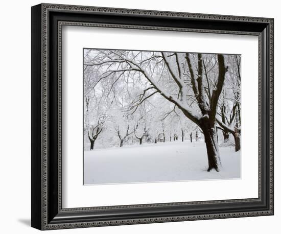 Snow-Covered Maple Trees in Odiorne Point State Park in Rye, New Hampshire, USA-Jerry & Marcy Monkman-Framed Photographic Print