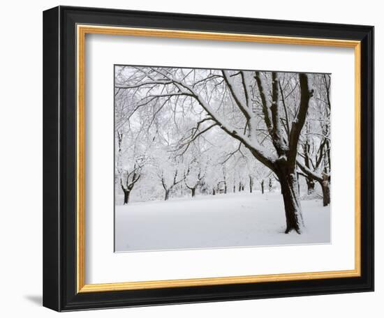 Snow-Covered Maple Trees in Odiorne Point State Park in Rye, New Hampshire, USA-Jerry & Marcy Monkman-Framed Photographic Print