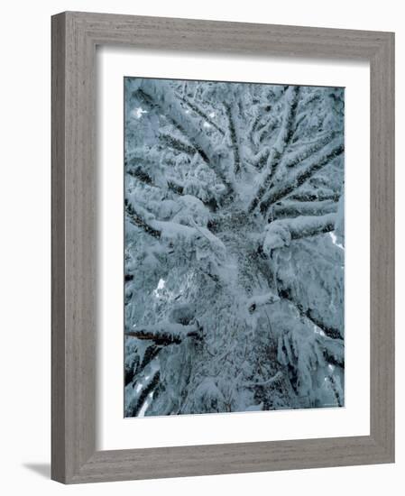 Snow Covered Pine Tree-null-Framed Photographic Print