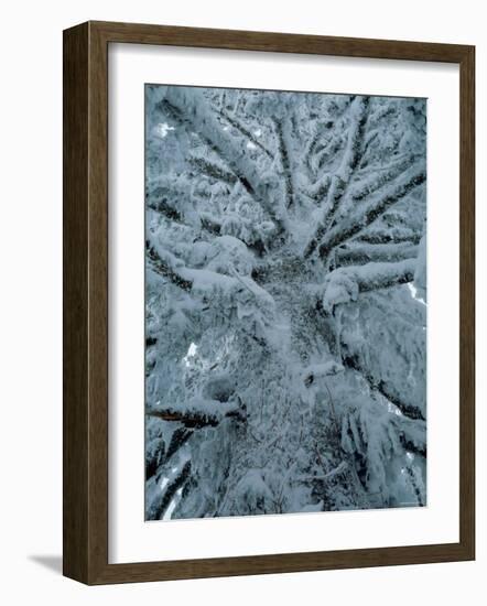 Snow Covered Pine Tree-null-Framed Photographic Print