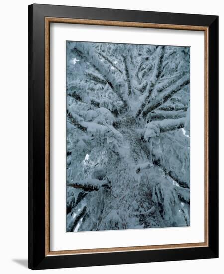 Snow Covered Pine Tree-null-Framed Photographic Print
