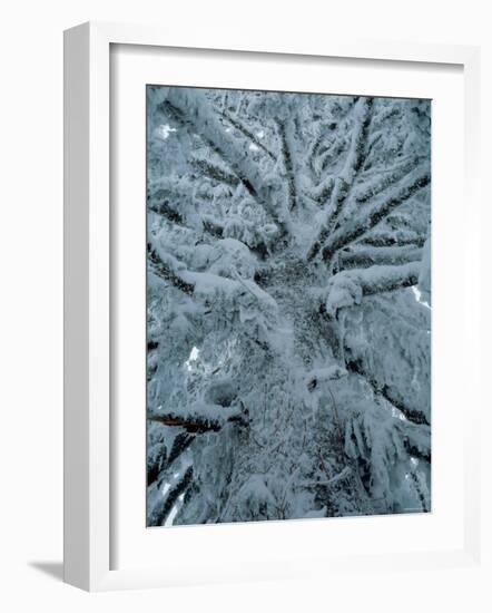 Snow Covered Pine Tree-null-Framed Photographic Print