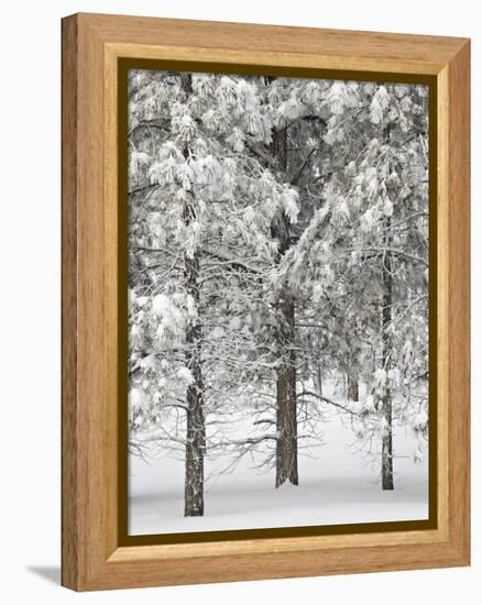 Snow-Covered Pine Trees, Bryce Canyon National Park, Utah, United States of America, North America-James Hager-Framed Premier Image Canvas