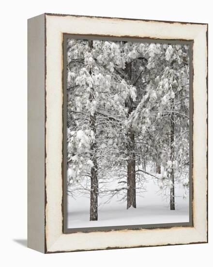 Snow-Covered Pine Trees, Bryce Canyon National Park, Utah, United States of America, North America-James Hager-Framed Premier Image Canvas