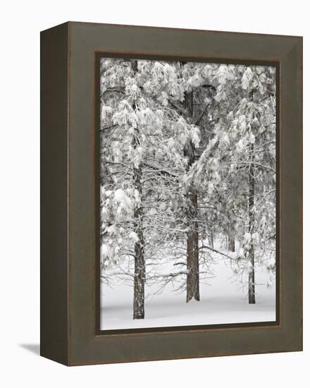 Snow-Covered Pine Trees, Bryce Canyon National Park, Utah, United States of America, North America-James Hager-Framed Premier Image Canvas