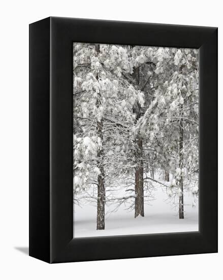 Snow-Covered Pine Trees, Bryce Canyon National Park, Utah, United States of America, North America-James Hager-Framed Premier Image Canvas