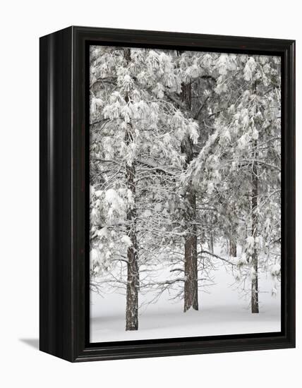 Snow-Covered Pine Trees, Bryce Canyon National Park, Utah, United States of America, North America-James Hager-Framed Premier Image Canvas