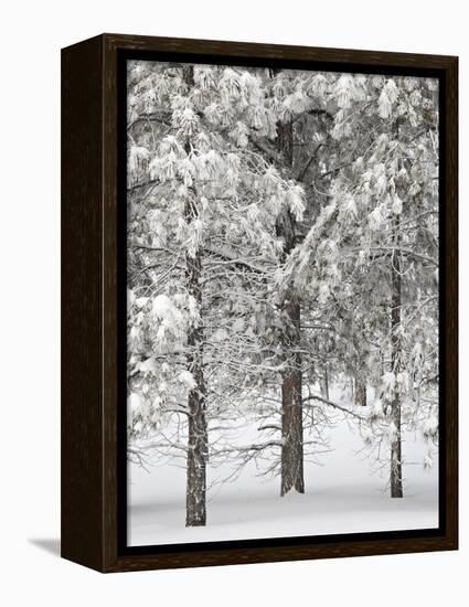 Snow-Covered Pine Trees, Bryce Canyon National Park, Utah, United States of America, North America-James Hager-Framed Premier Image Canvas