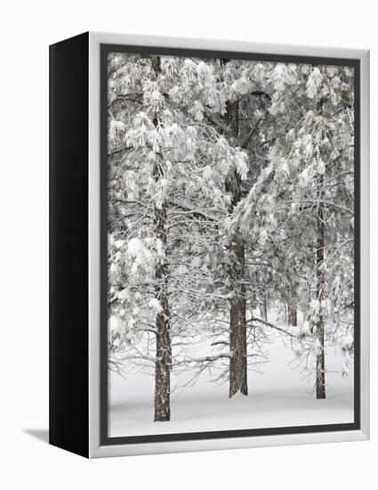 Snow-Covered Pine Trees, Bryce Canyon National Park, Utah, United States of America, North America-James Hager-Framed Premier Image Canvas