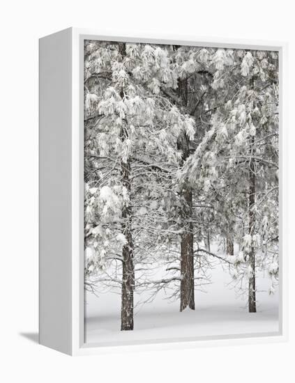 Snow-Covered Pine Trees, Bryce Canyon National Park, Utah, United States of America, North America-James Hager-Framed Premier Image Canvas