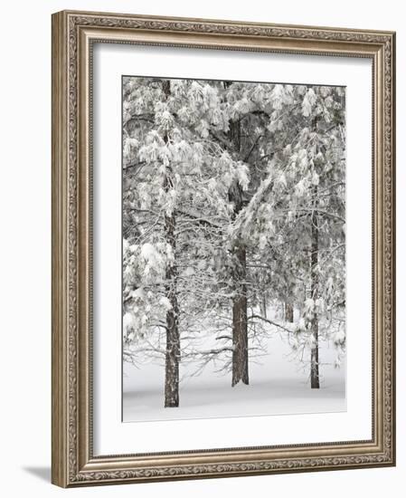 Snow-Covered Pine Trees, Bryce Canyon National Park, Utah, United States of America, North America-James Hager-Framed Photographic Print