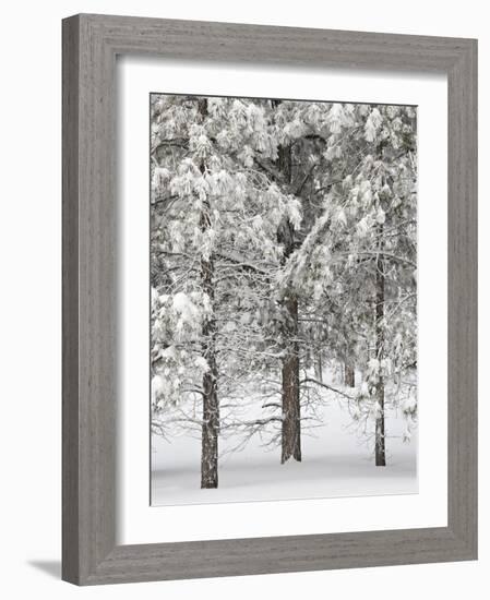 Snow-Covered Pine Trees, Bryce Canyon National Park, Utah, United States of America, North America-James Hager-Framed Photographic Print