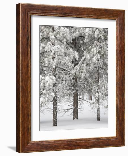 Snow-Covered Pine Trees, Bryce Canyon National Park, Utah, United States of America, North America-James Hager-Framed Photographic Print