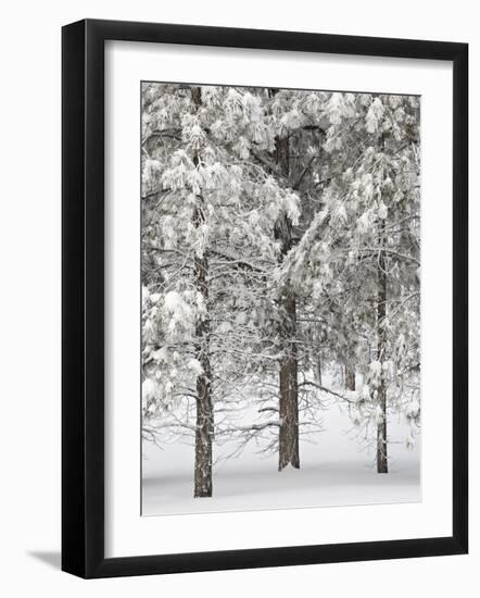 Snow-Covered Pine Trees, Bryce Canyon National Park, Utah, United States of America, North America-James Hager-Framed Photographic Print