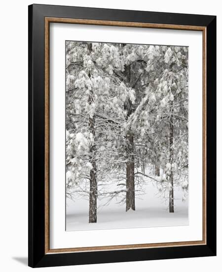 Snow-Covered Pine Trees, Bryce Canyon National Park, Utah, United States of America, North America-James Hager-Framed Photographic Print