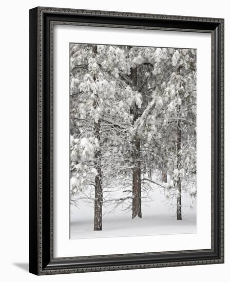 Snow-Covered Pine Trees, Bryce Canyon National Park, Utah, United States of America, North America-James Hager-Framed Photographic Print