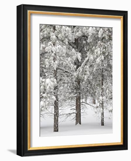 Snow-Covered Pine Trees, Bryce Canyon National Park, Utah, United States of America, North America-James Hager-Framed Photographic Print