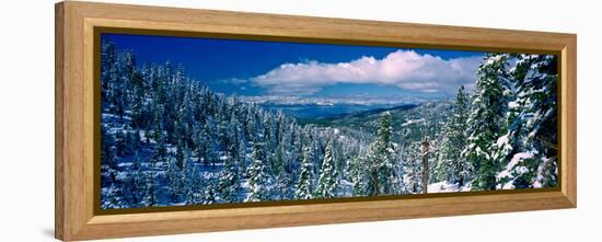 Snow Covered Pine Trees in a Forest with a Lake in the Background, Lake Tahoe, California, USA-null-Framed Premier Image Canvas