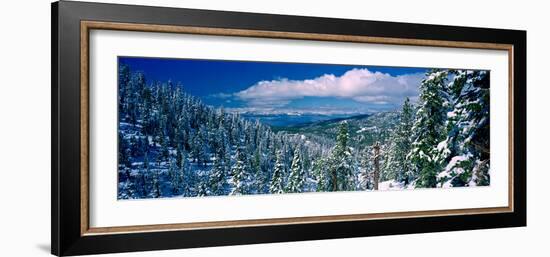 Snow Covered Pine Trees in a Forest with a Lake in the Background, Lake Tahoe, California, USA-null-Framed Premium Photographic Print