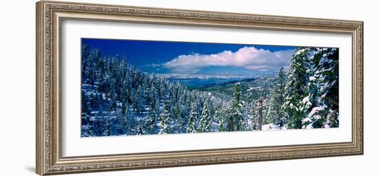 Snow Covered Pine Trees in a Forest with a Lake in the Background, Lake Tahoe, California, USA-null-Framed Photographic Print