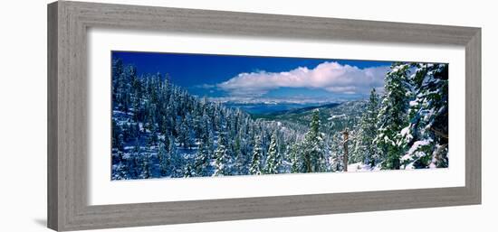 Snow Covered Pine Trees in a Forest with a Lake in the Background, Lake Tahoe, California, USA-null-Framed Photographic Print