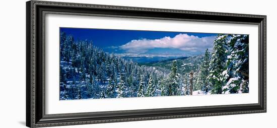 Snow Covered Pine Trees in a Forest with a Lake in the Background, Lake Tahoe, California, USA-null-Framed Photographic Print