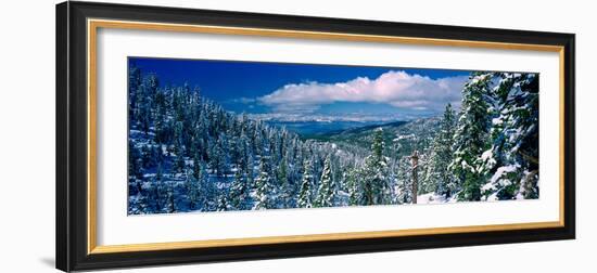 Snow Covered Pine Trees in a Forest with a Lake in the Background, Lake Tahoe, California, USA-null-Framed Photographic Print