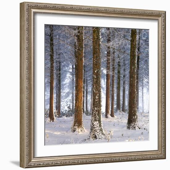 Snow Covered Pine Woodland, Morchard Wood, Morchard Bishop, Devon, England. Winter-Adam Burton-Framed Photographic Print