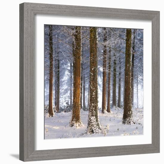 Snow Covered Pine Woodland, Morchard Wood, Morchard Bishop, Devon, England. Winter-Adam Burton-Framed Photographic Print